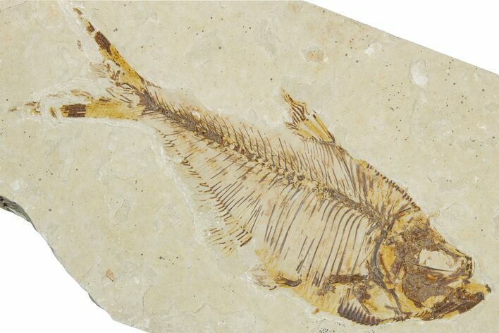 Detailed Fossil Fish (Diplomystus) - Wyoming #354026